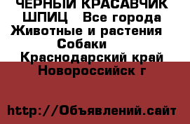 ЧЕРНЫЙ КРАСАВЧИК ШПИЦ - Все города Животные и растения » Собаки   . Краснодарский край,Новороссийск г.